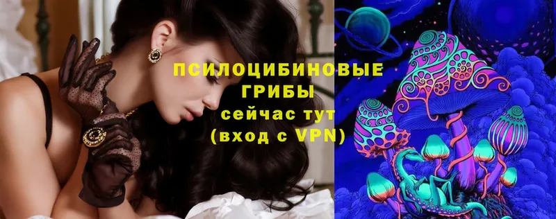 omg как войти  сколько стоит  Кстово  Галлюциногенные грибы Psilocybine cubensis 